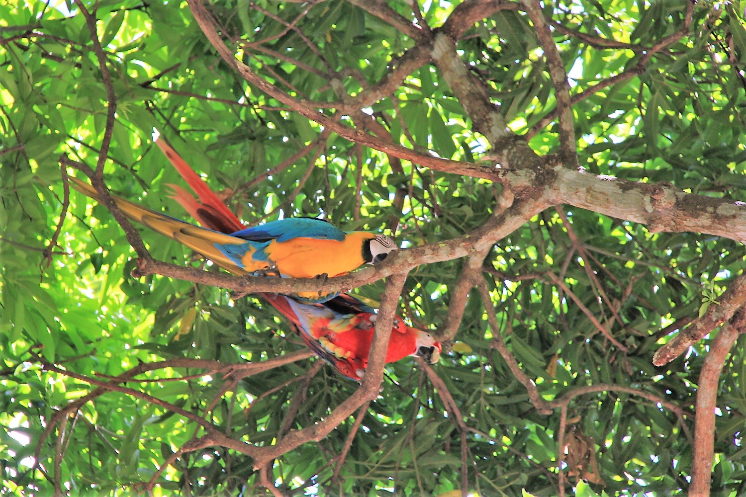 Costa Rica